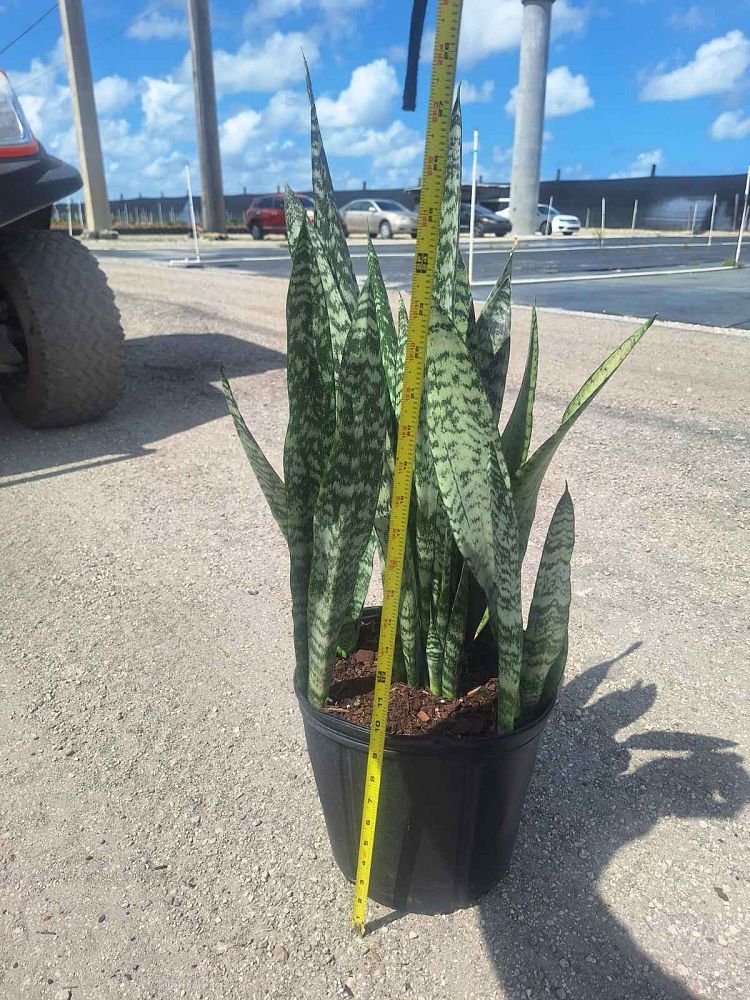 sansevieria-zeylanica-snake-plant-mother-in-law-s-tongue-bowstring-hemp-viper-s-bowstring-hemp
