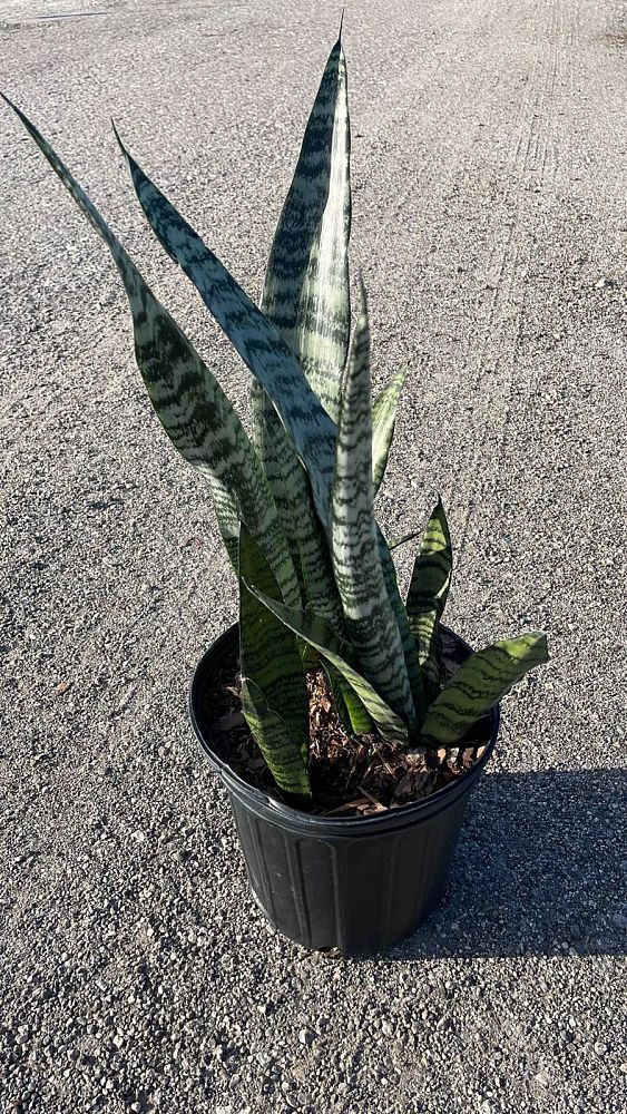 sansevieria-zeylanica-snake-plant-mother-in-law-s-tongue-bowstring-hemp-viper-s-bowstring-hemp