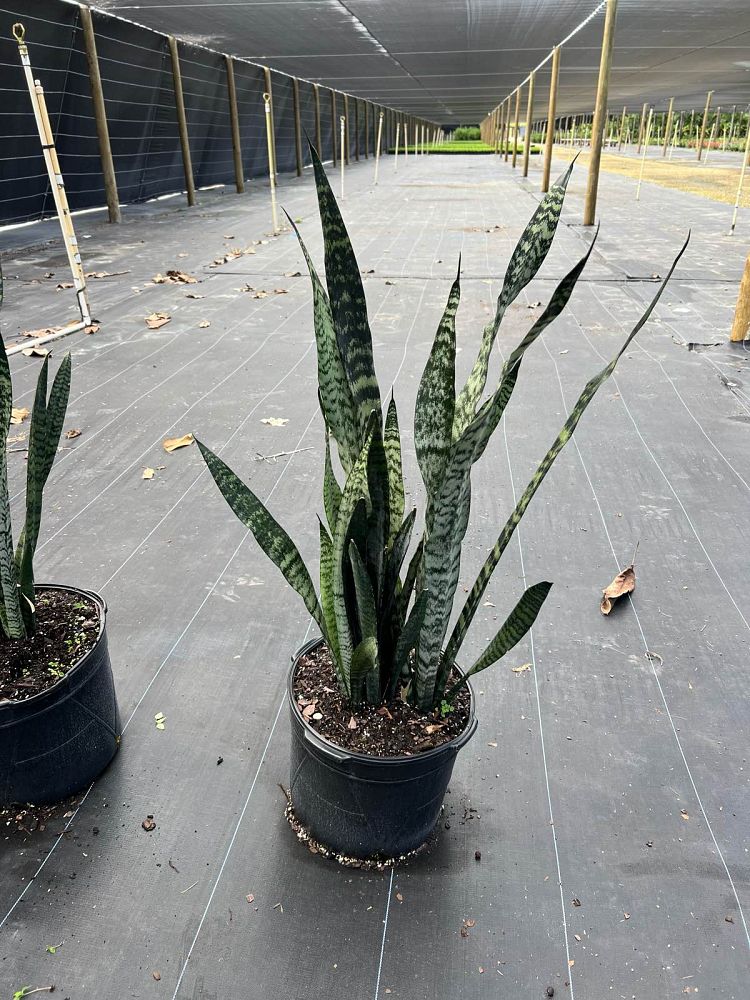 sansevieria-zeylanica-snake-plant-mother-in-law-s-tongue-bowstring-hemp-viper-s-bowstring-hemp