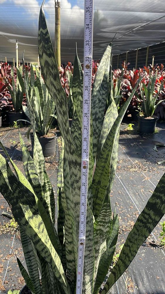 sansevieria-zeylanica-snake-plant-mother-in-law-s-tongue-bowstring-hemp-viper-s-bowstring-hemp