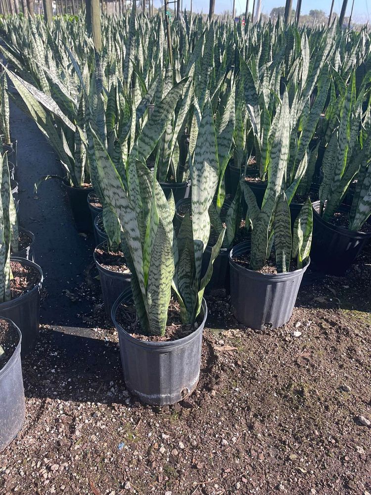 sansevieria-zeylanica-snake-plant-mother-in-law-s-tongue-bowstring-hemp-viper-s-bowstring-hemp