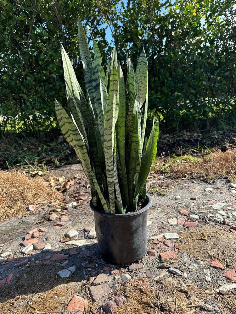 sansevieria-zeylanica-snake-plant-mother-in-law-s-tongue-bowstring-hemp-viper-s-bowstring-hemp