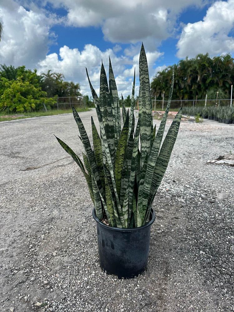 sansevieria-zeylanica-snake-plant-mother-in-law-s-tongue-bowstring-hemp-viper-s-bowstring-hemp