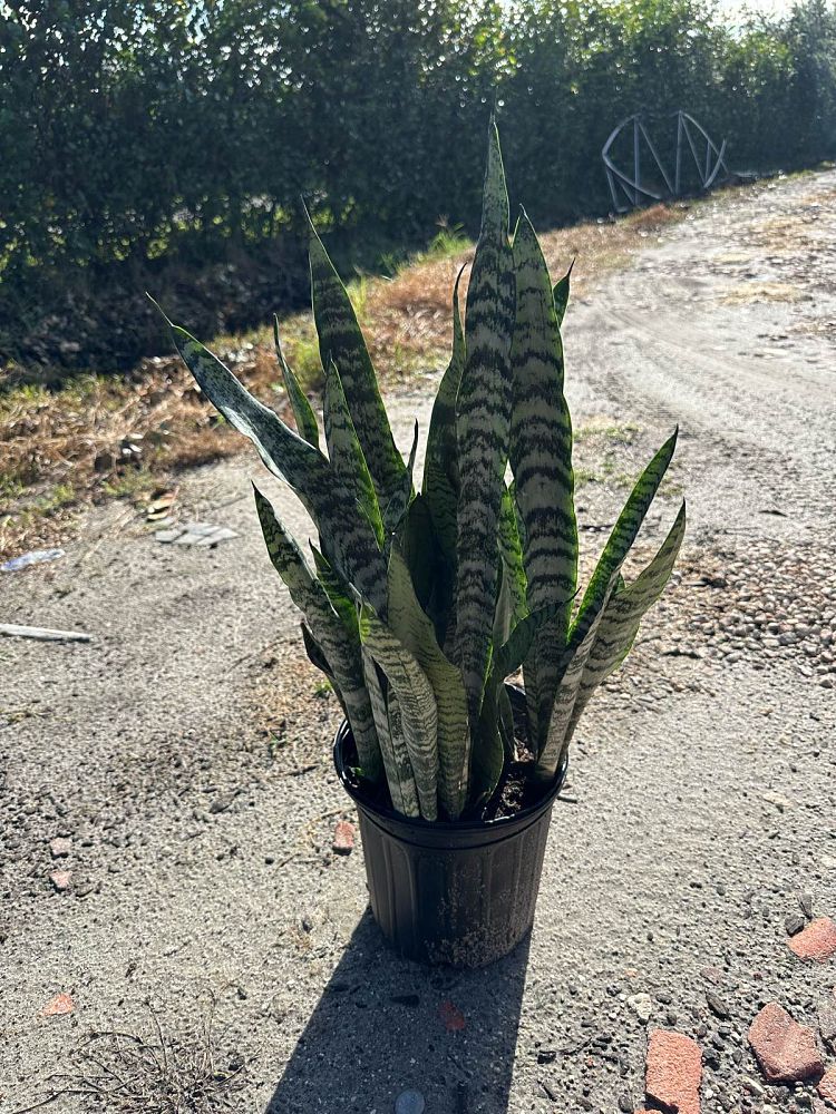 sansevieria-zeylanica-snake-plant-mother-in-law-s-tongue-bowstring-hemp-viper-s-bowstring-hemp