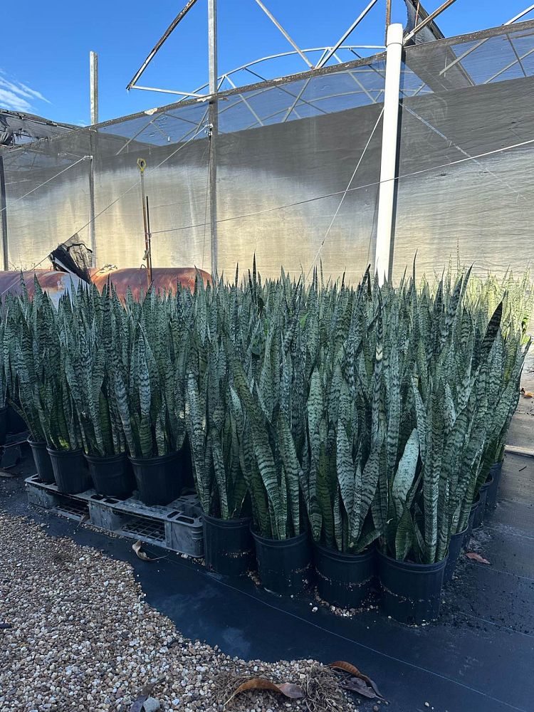 sansevieria-zeylanica-snake-plant-mother-in-law-s-tongue-bowstring-hemp-viper-s-bowstring-hemp