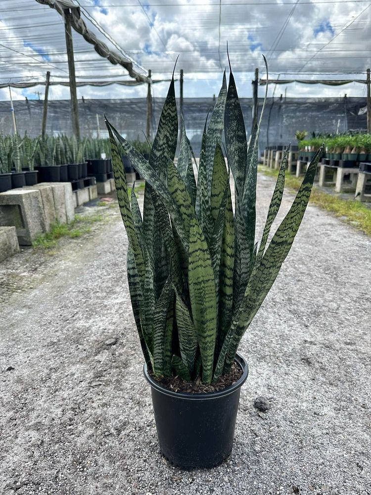 sansevieria-zeylanica-snake-plant-mother-in-law-s-tongue-bowstring-hemp-viper-s-bowstring-hemp