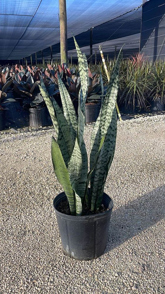 sansevieria-zeylanica-snake-plant-mother-in-law-s-tongue-bowstring-hemp-viper-s-bowstring-hemp