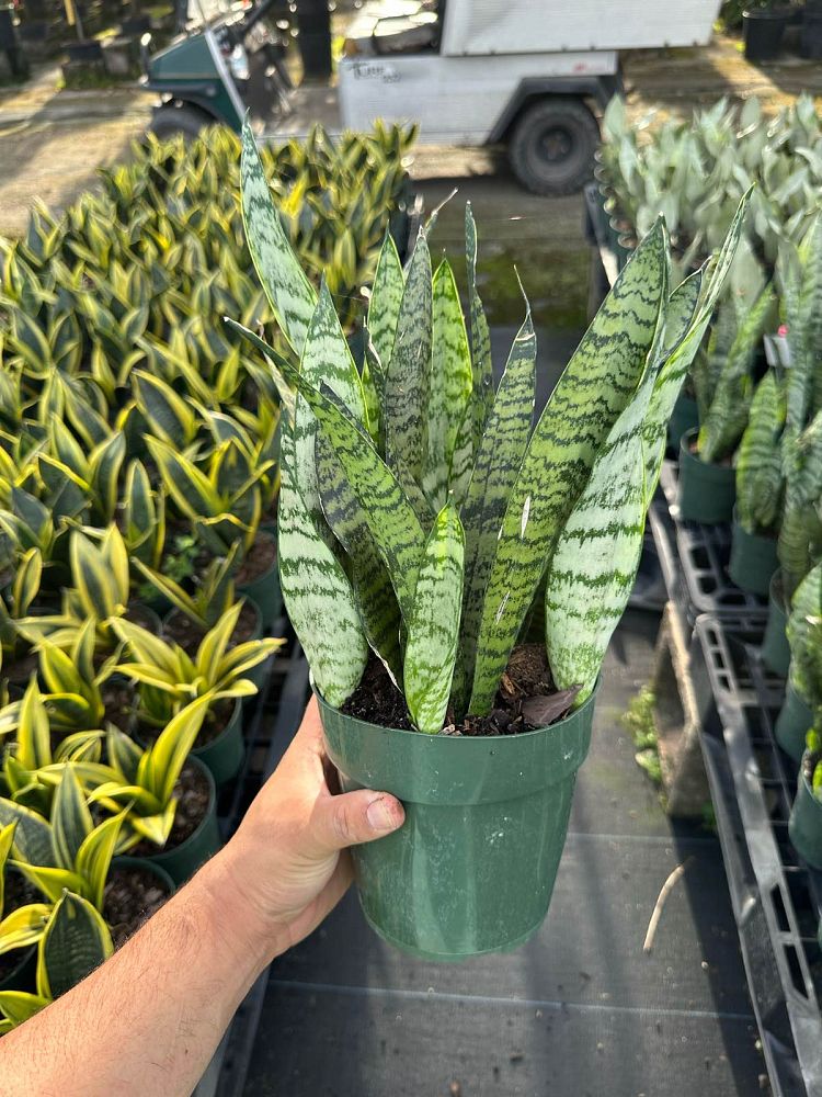 sansevieria-zeylanica-snake-plant-mother-in-law-s-tongue-bowstring-hemp-viper-s-bowstring-hemp