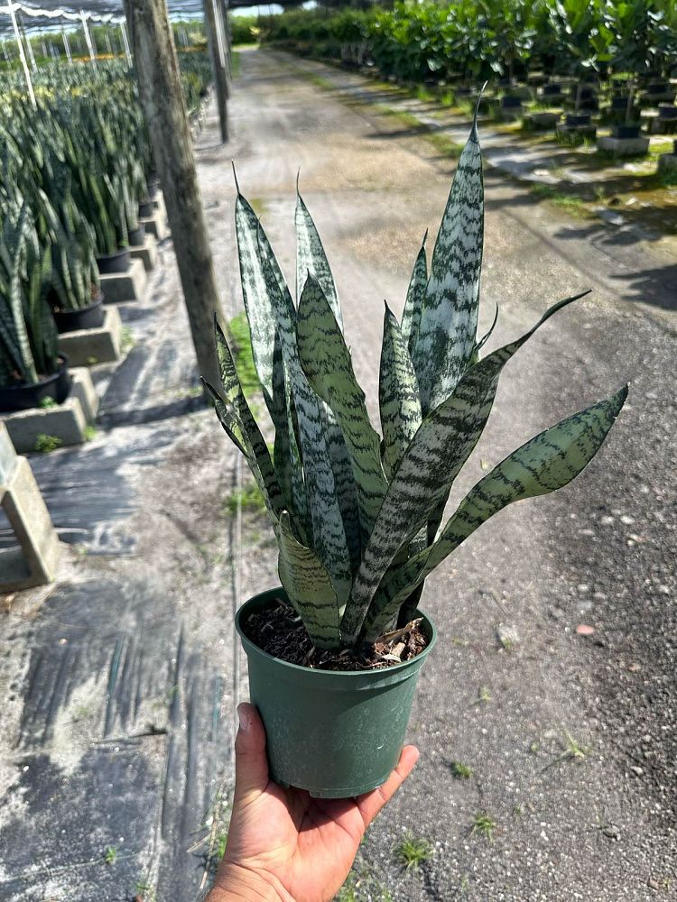 sansevieria-zeylanica-snake-plant-mother-in-law-s-tongue-bowstring-hemp-viper-s-bowstring-hemp