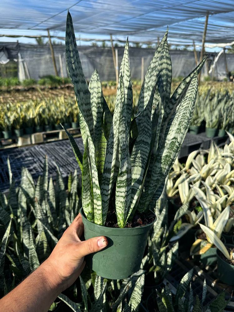 sansevieria-zeylanica-snake-plant-mother-in-law-s-tongue-bowstring-hemp-viper-s-bowstring-hemp