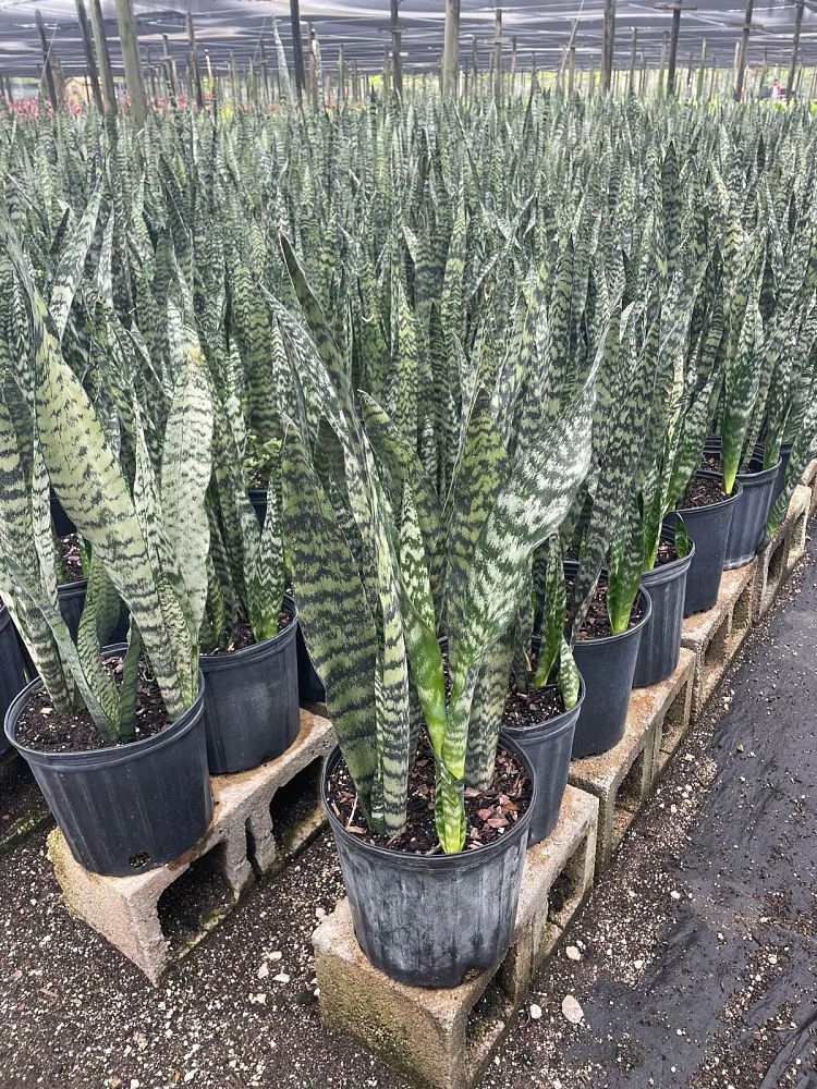 sansevieria-zeylanica-snake-plant-mother-in-law-s-tongue-bowstring-hemp-viper-s-bowstring-hemp