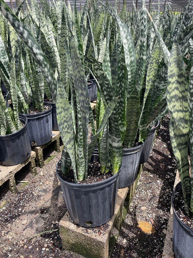 sansevieria-zeylanica-snake-plant-mother-in-law-s-tongue-bowstring-hemp-viper-s-bowstring-hemp