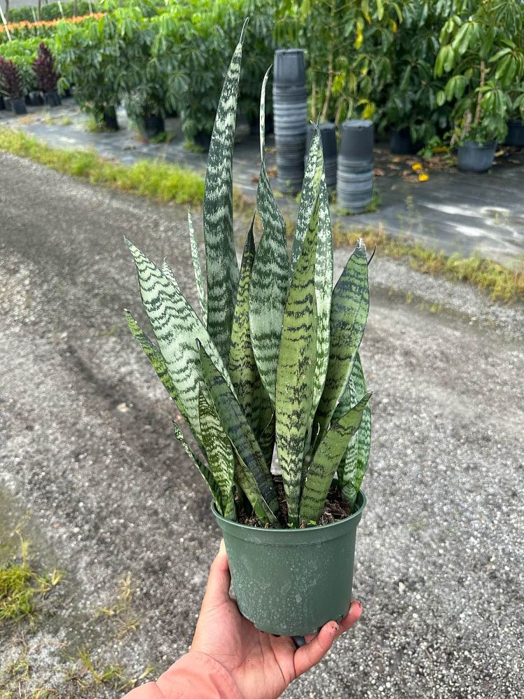 sansevieria-zeylanica-snake-plant-mother-in-law-s-tongue-bowstring-hemp-viper-s-bowstring-hemp