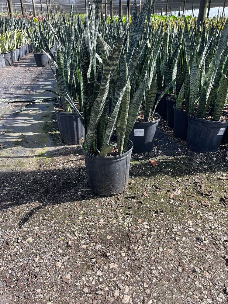 sansevieria-zeylanica-snake-plant-mother-in-law-s-tongue-bowstring-hemp-viper-s-bowstring-hemp