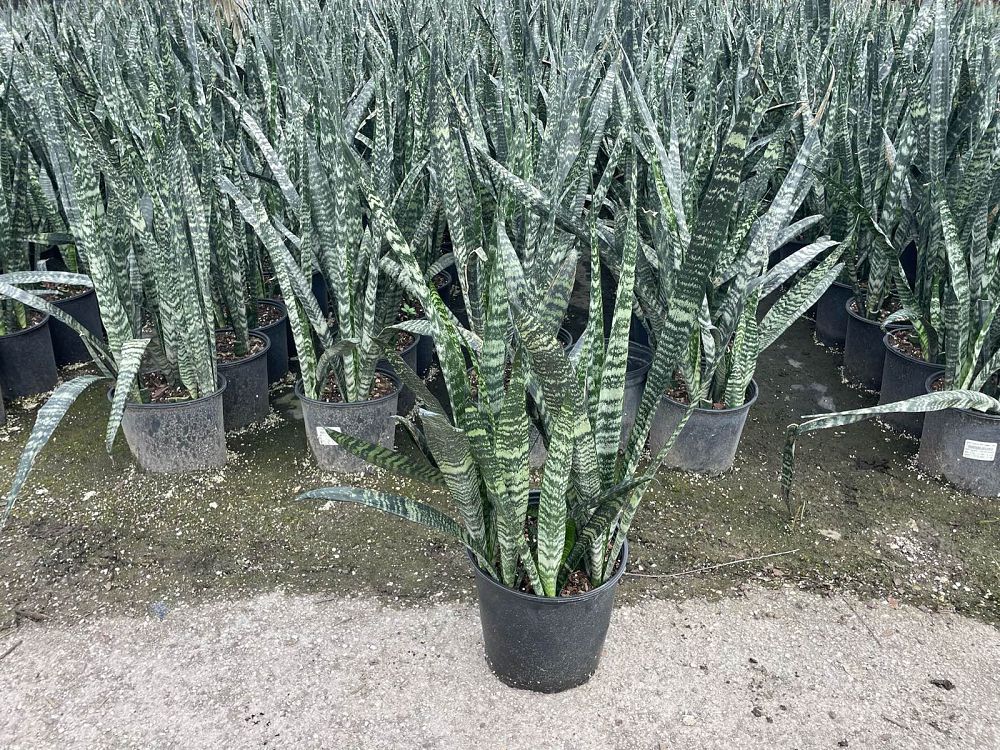 sansevieria-zeylanica-snake-plant-mother-in-law-s-tongue-bowstring-hemp-viper-s-bowstring-hemp