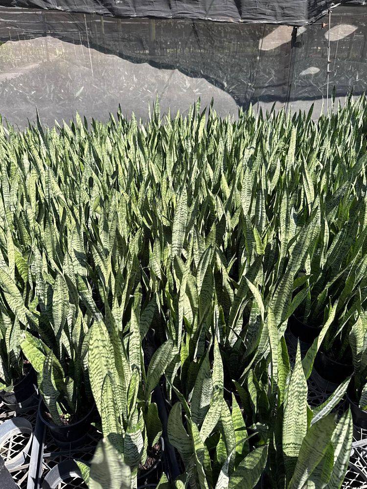 sansevieria-zeylanica-snake-plant-mother-in-law-s-tongue-bowstring-hemp-viper-s-bowstring-hemp