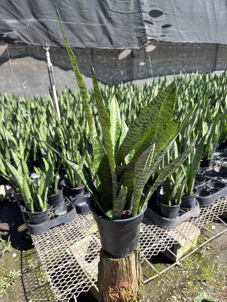 sansevieria-zeylanica-snake-plant-mother-in-law-s-tongue-bowstring-hemp-viper-s-bowstring-hemp