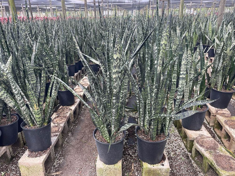 sansevieria-zeylanica-snake-plant-mother-in-law-s-tongue-bowstring-hemp-viper-s-bowstring-hemp