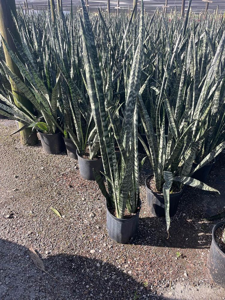 sansevieria-zeylanica-snake-plant-mother-in-law-s-tongue-bowstring-hemp-viper-s-bowstring-hemp