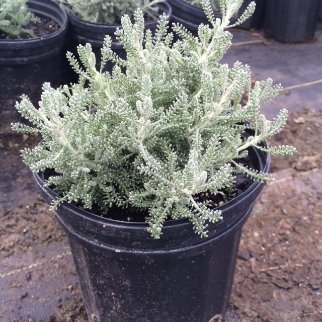 santolina-chamaecyparissus-lavender-cotton-gray-santolina
