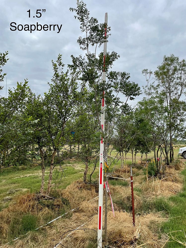 sapindus-drumondii-western-soapberry