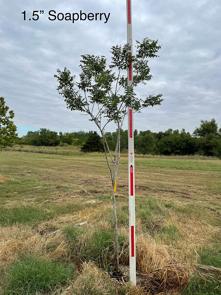 sapindus-drumondii-western-soapberry