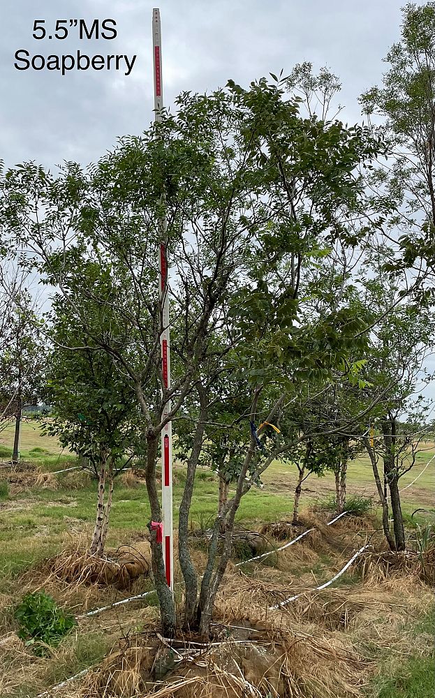 sapindus-drumondii-western-soapberry