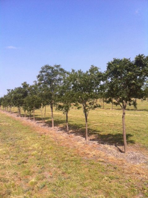 sapindus-saponaria-soapberry