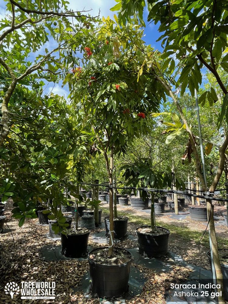 saraca-indica-ashoka-tree