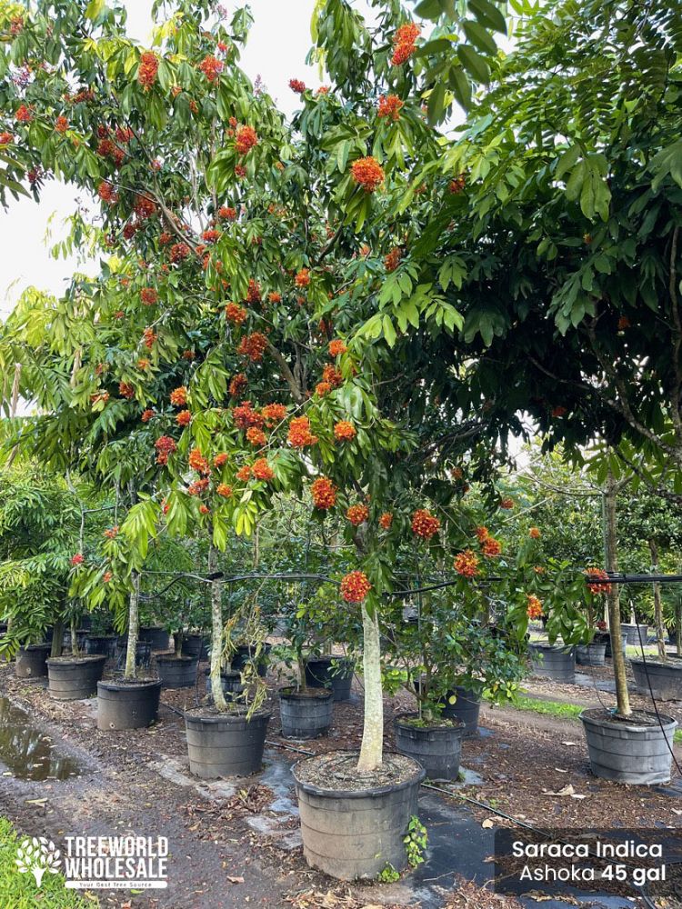 saraca-indica-ashoka-tree