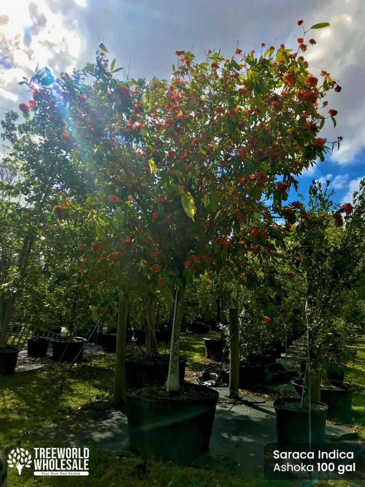 saraca-indica-ashoka-tree