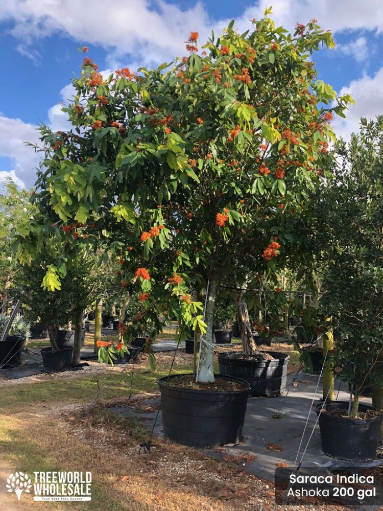 saraca-indica-ashoka-tree