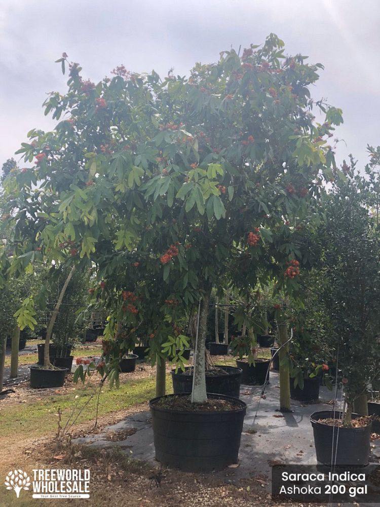 saraca-indica-ashoka-tree