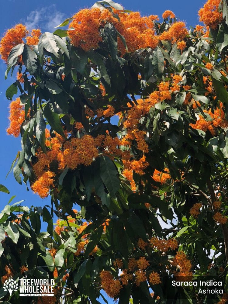 saraca-indica-ashoka-tree