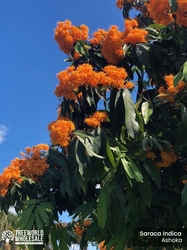 saraca-indica-ashoka-tree