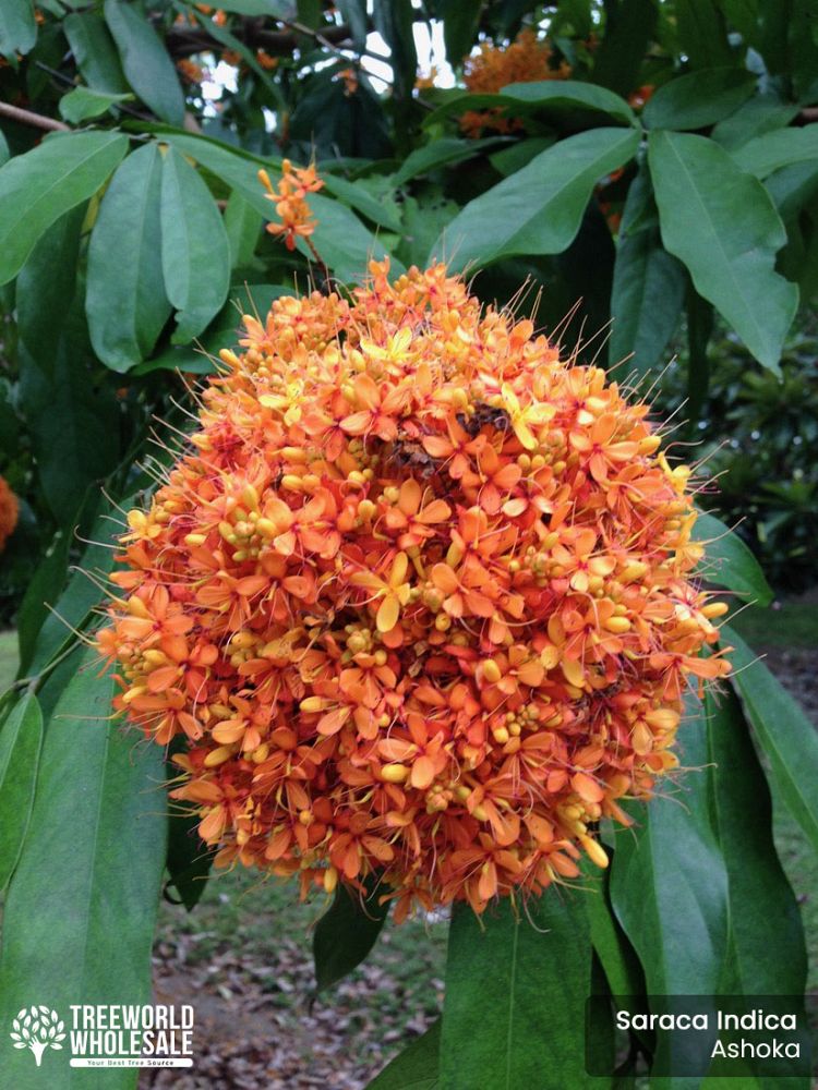 saraca-indica-ashoka-tree