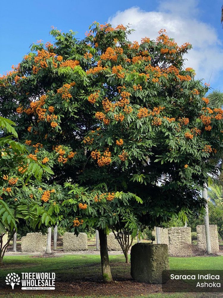 saraca-indica-ashoka-tree