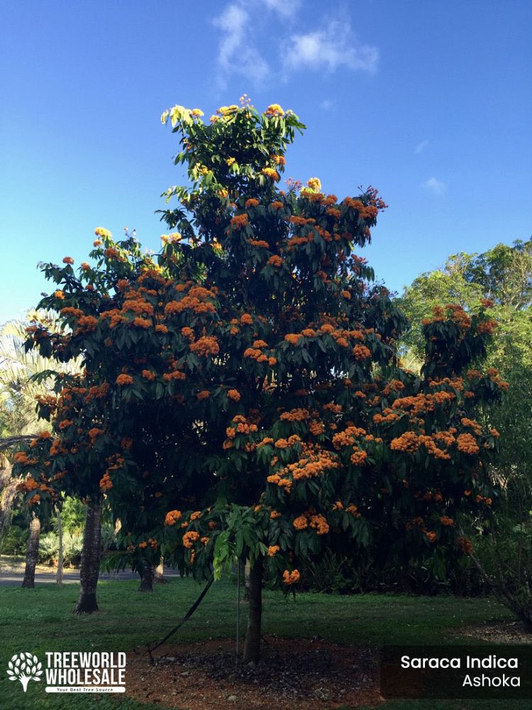 saraca-indica-ashoka-tree