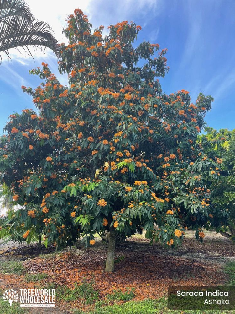 saraca-indica-ashoka-tree