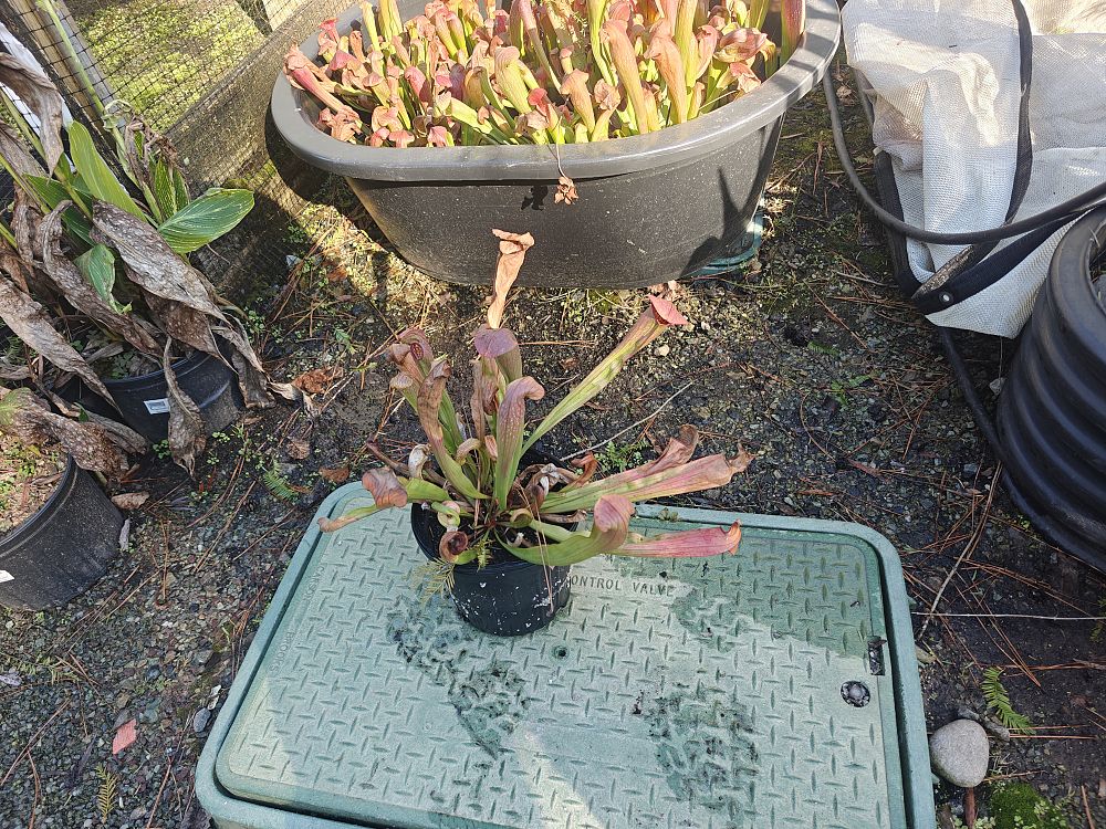sarracenia-bug-bat-pitcher-plant