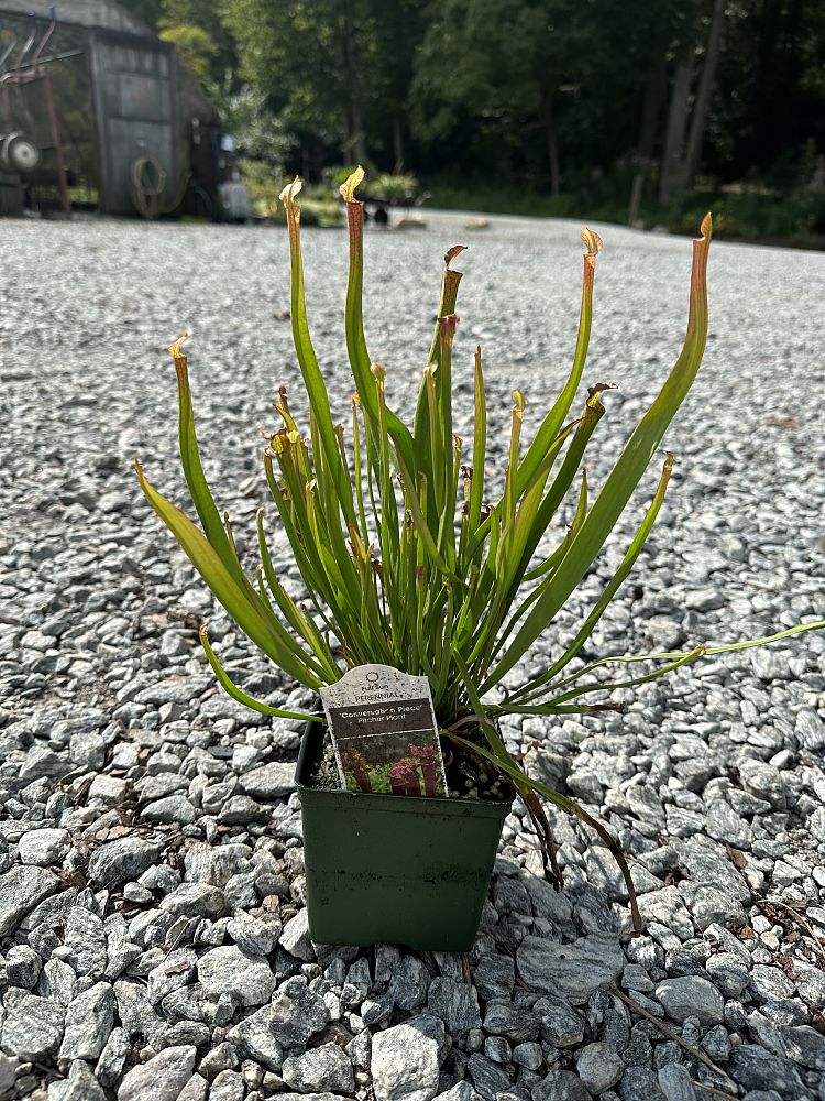 sarracenia-moorei-conversation-piece-pitcher-plant