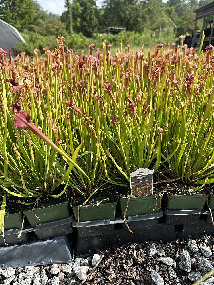 sarracenia-moorei-conversation-piece-pitcher-plant