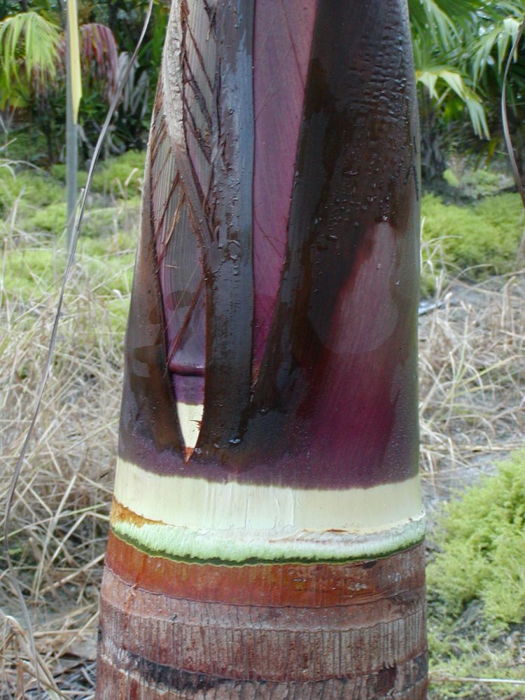 satakentia-liukiuensis-satakentia-palm