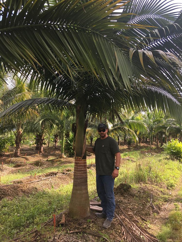 satakentia-liukiuensis-satakentia-palm