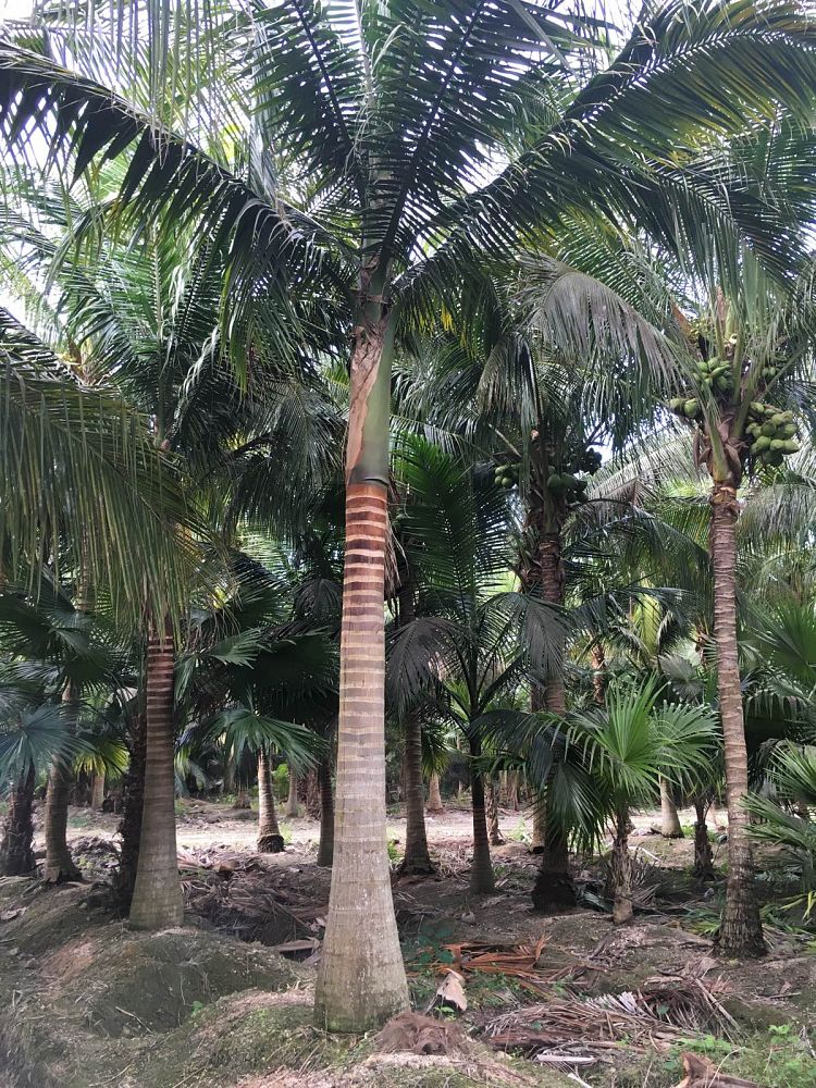 satakentia-liukiuensis-satakentia-palm