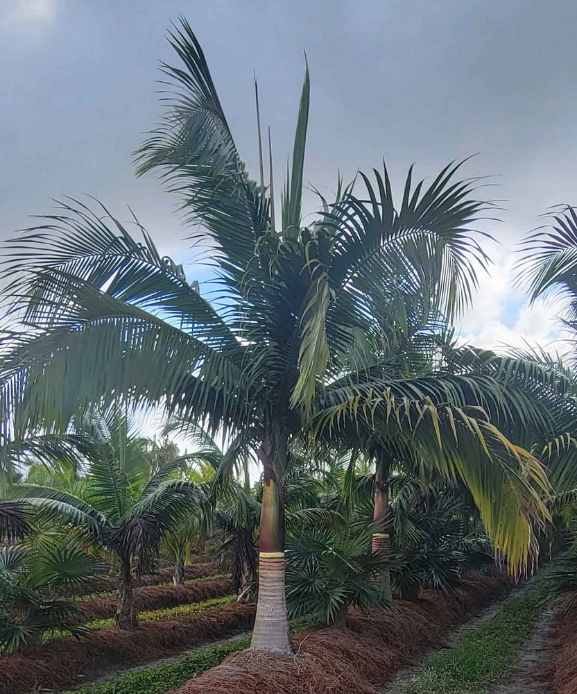 satakentia-liukiuensis-satakentia-palm