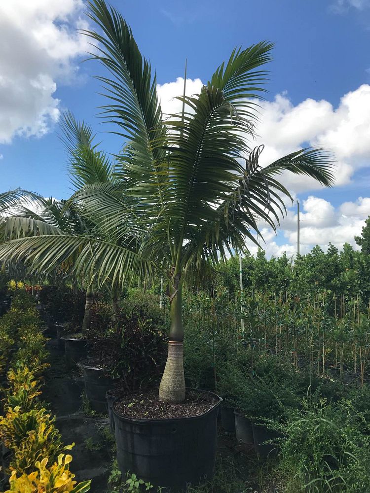 satakentia-liukiuensis-satakentia-palm