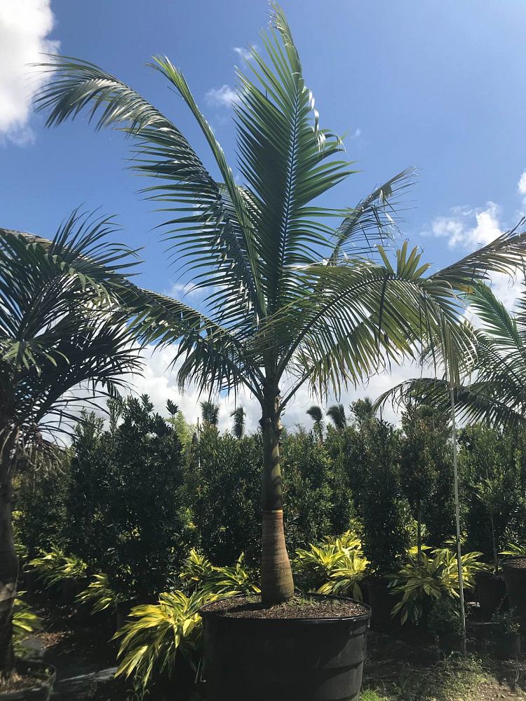 satakentia-liukiuensis-satakentia-palm