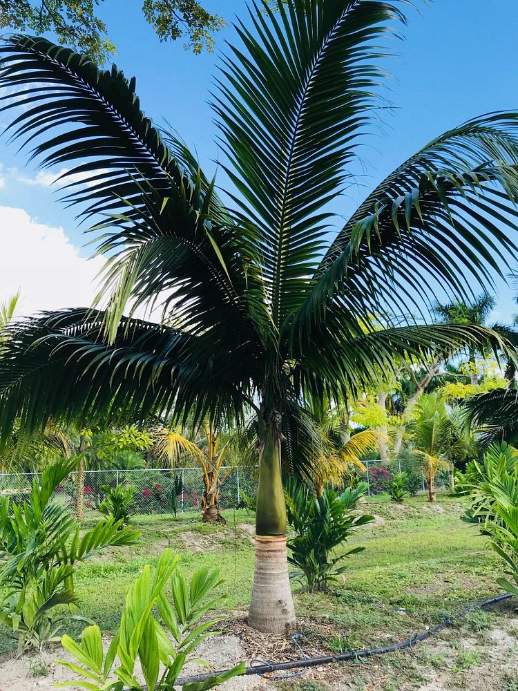 satakentia-liukiuensis-satakentia-palm