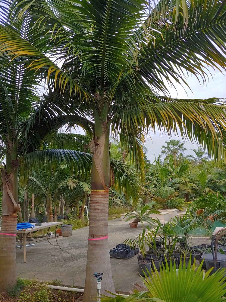 satakentia-liukiuensis-satakentia-palm